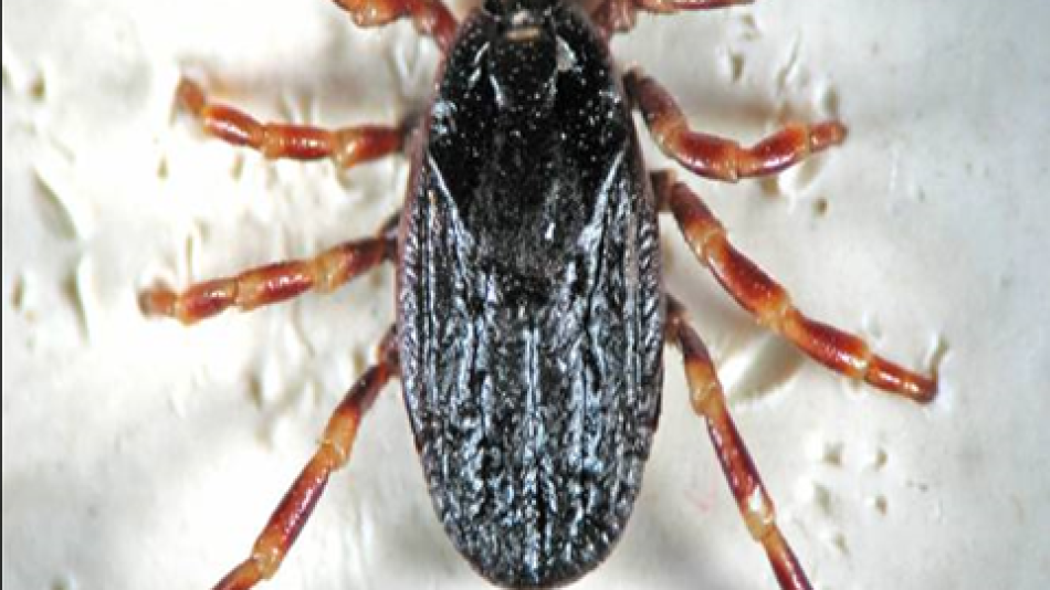 Kırım Kongo Kanamalı Ateş Hastalığı