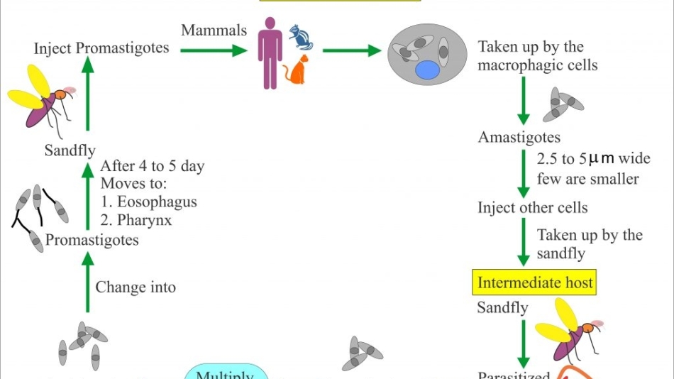 Şark Çıbanı (Leyişmanyaz)